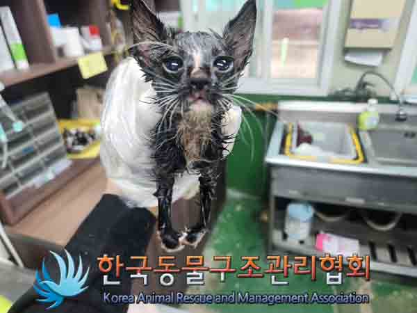 한국동물구조관리협회_411311202400896