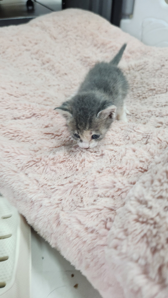 익산유기동물보호소_445468202402846