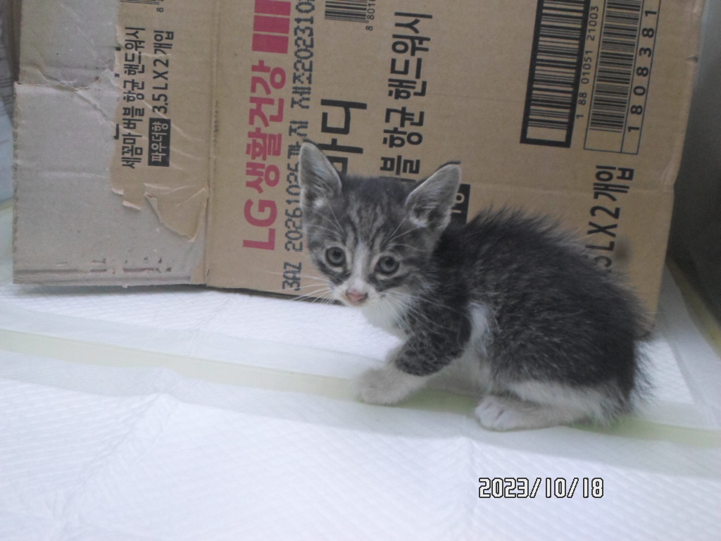디아크동물종합병원_411319202400658