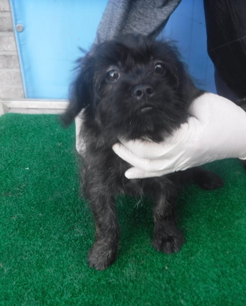 제주 동물보호센터_450650202403104