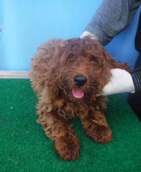 제주 동물보호센터_450650202403112