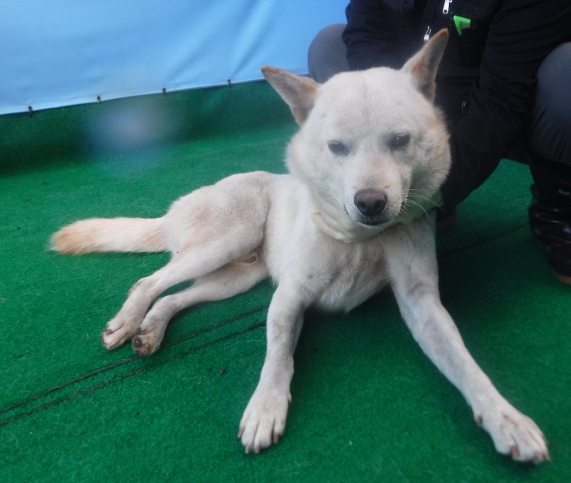 제주 동물보호센터_450650202403103