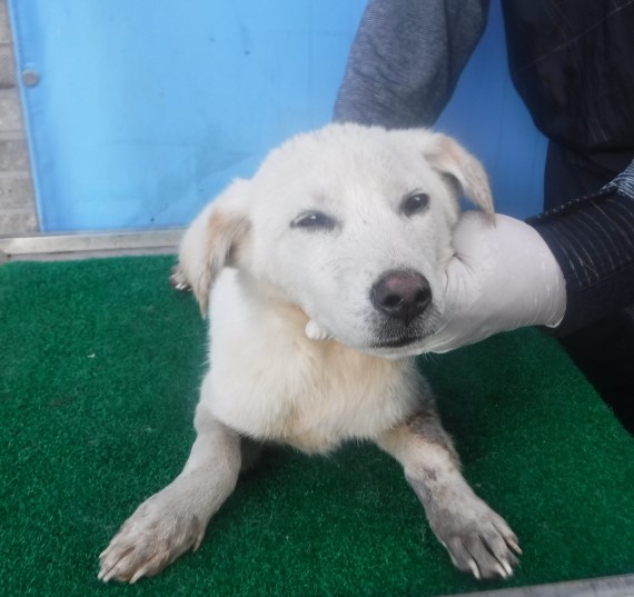제주 동물보호센터_450650202403101