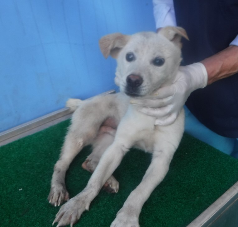 제주 동물보호센터_450650202403099