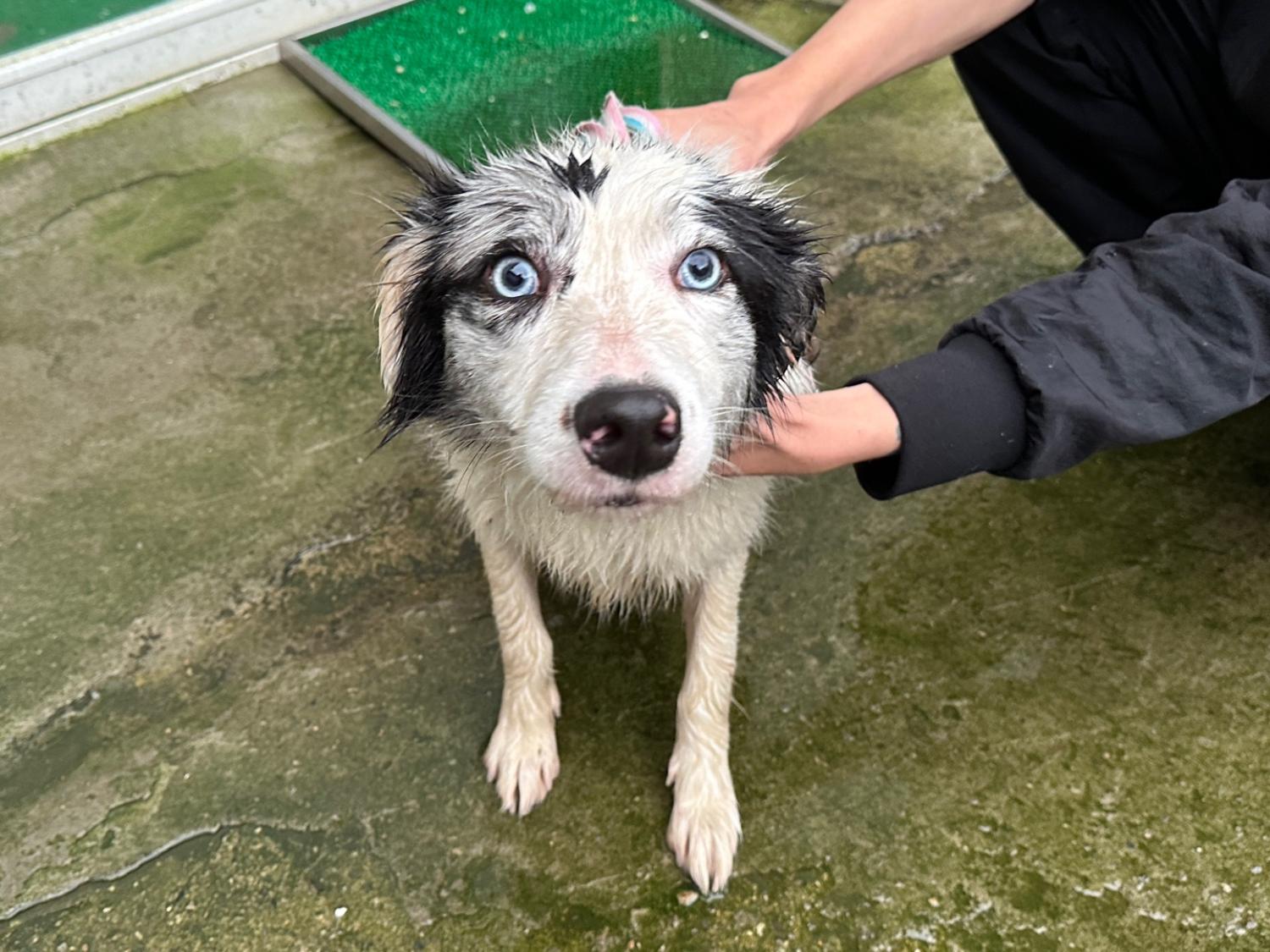 한국야생동물보호협회_441403202400337