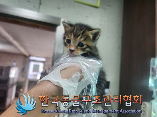 한국동물구조관리협회_441559202401088