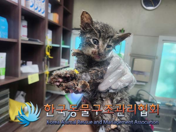 한국동물구조관리협회_441559202401087