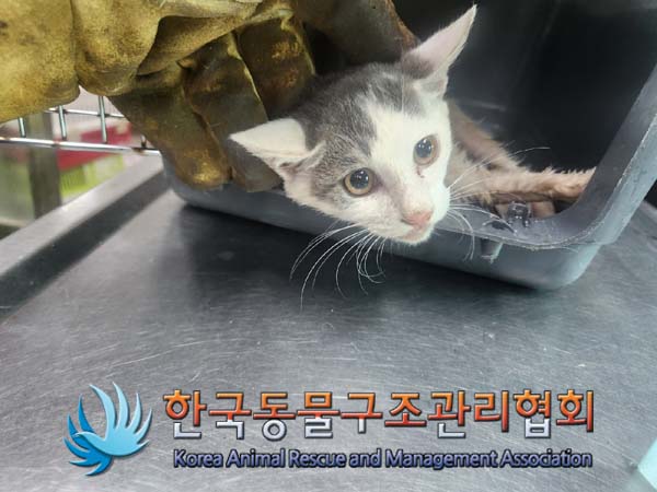 한국동물구조관리협회_441414202400801