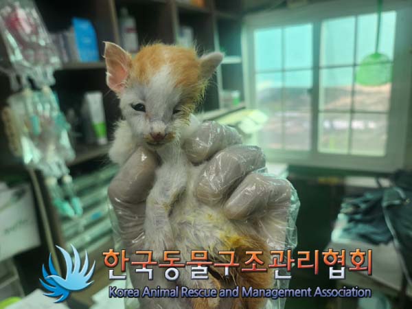 한국동물구조관리협회_441559202401092