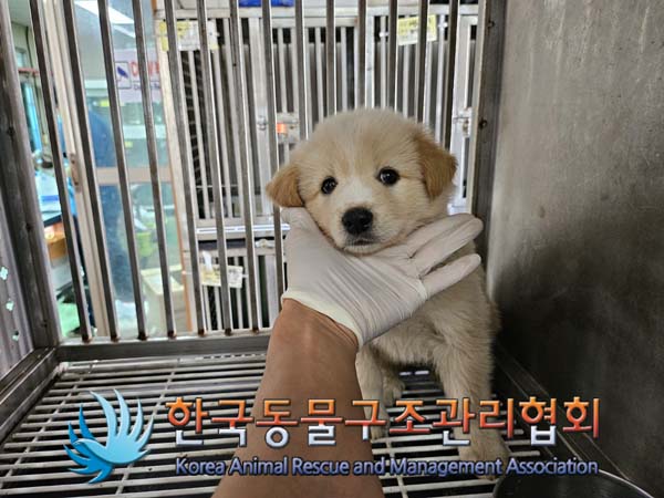 한국동물구조관리협회_411300202400441