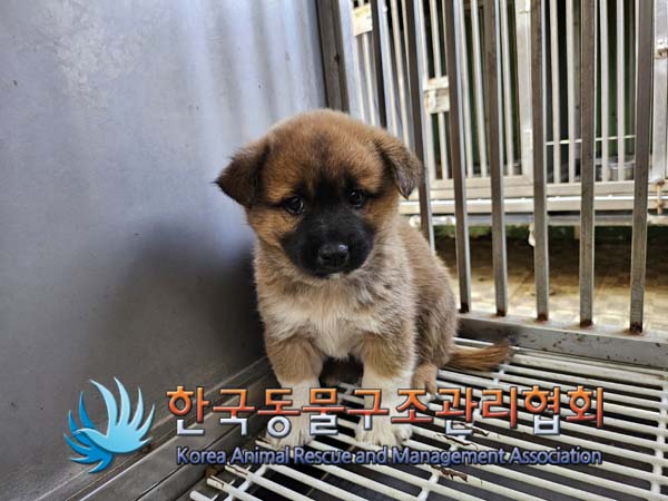 한국동물구조관리협회_411300202400443
