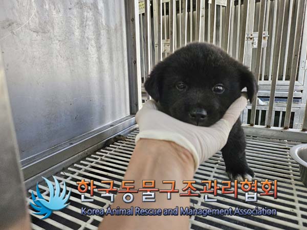 한국동물구조관리협회_411300202400442