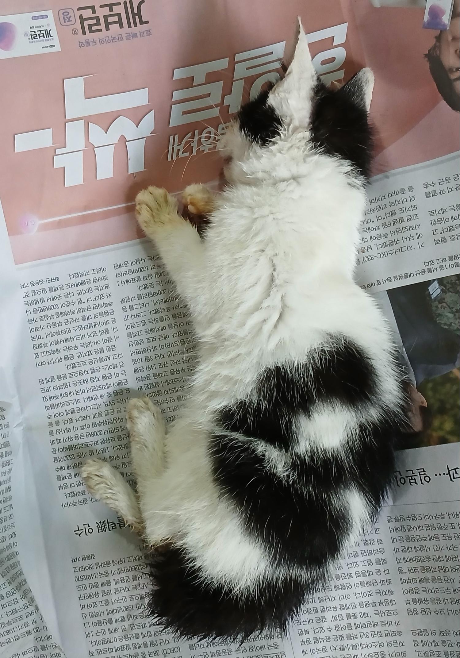 대구유기동물보호협회_427344202400340