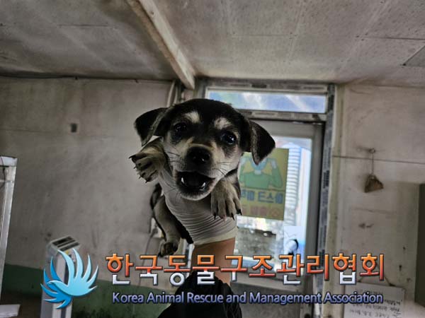 한국동물구조관리협회_441560202401284