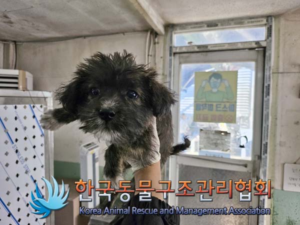 한국동물구조관리협회_441560202401286