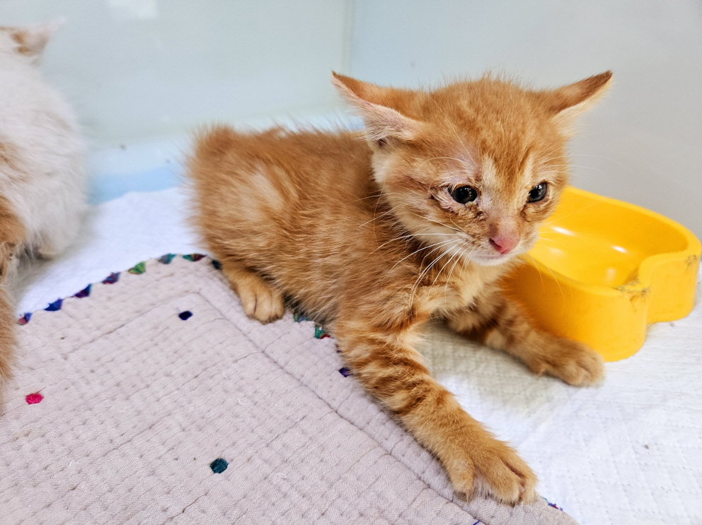 남산동물병원_411302202400765