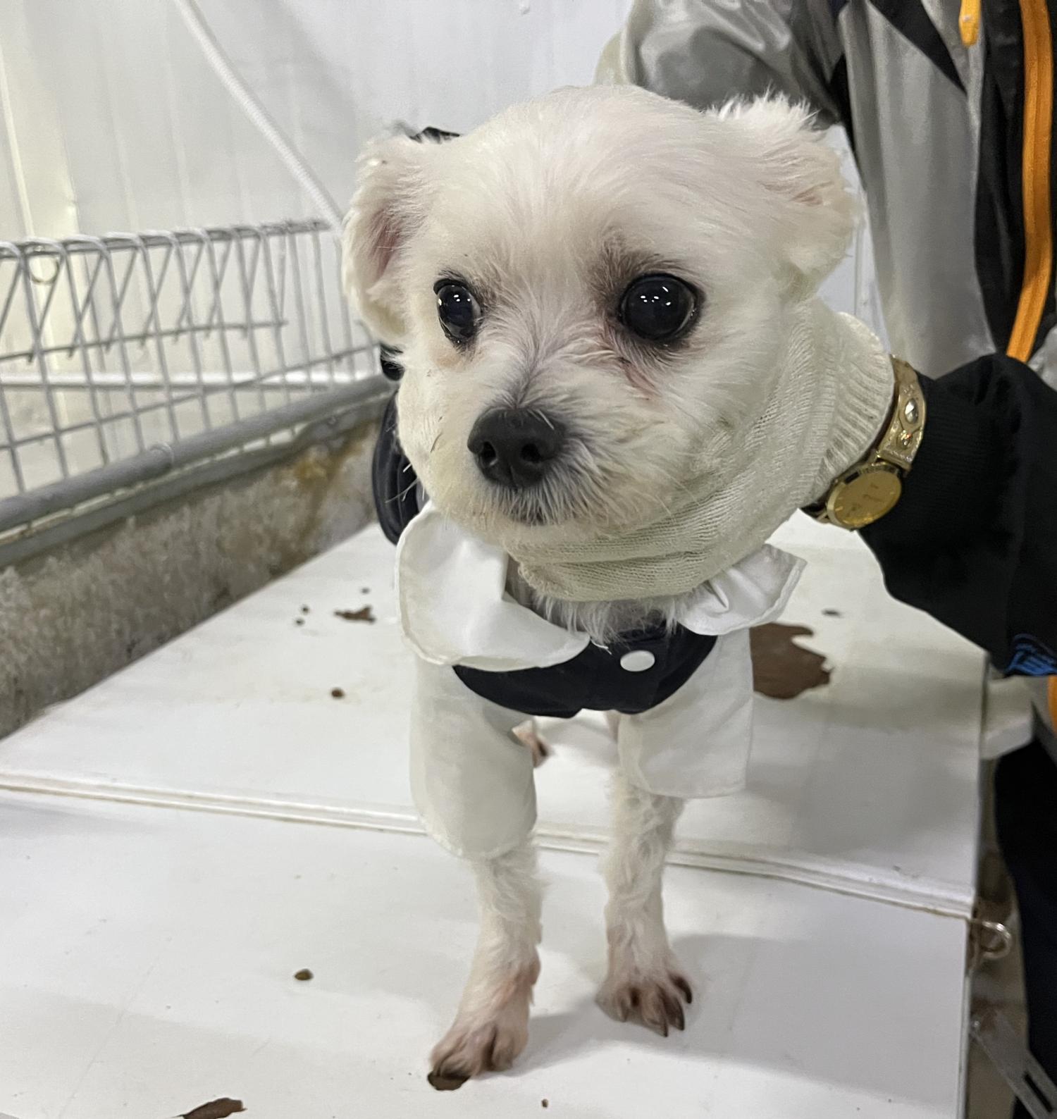 인천광역시수의사회_428351202400717