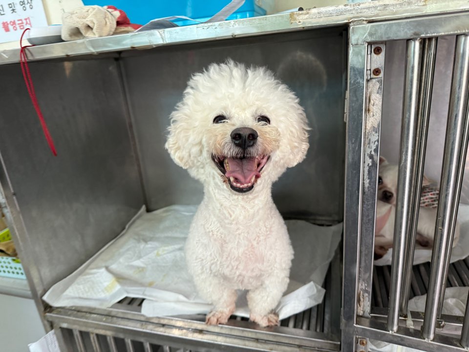 광주 동물보호소_429363202401052