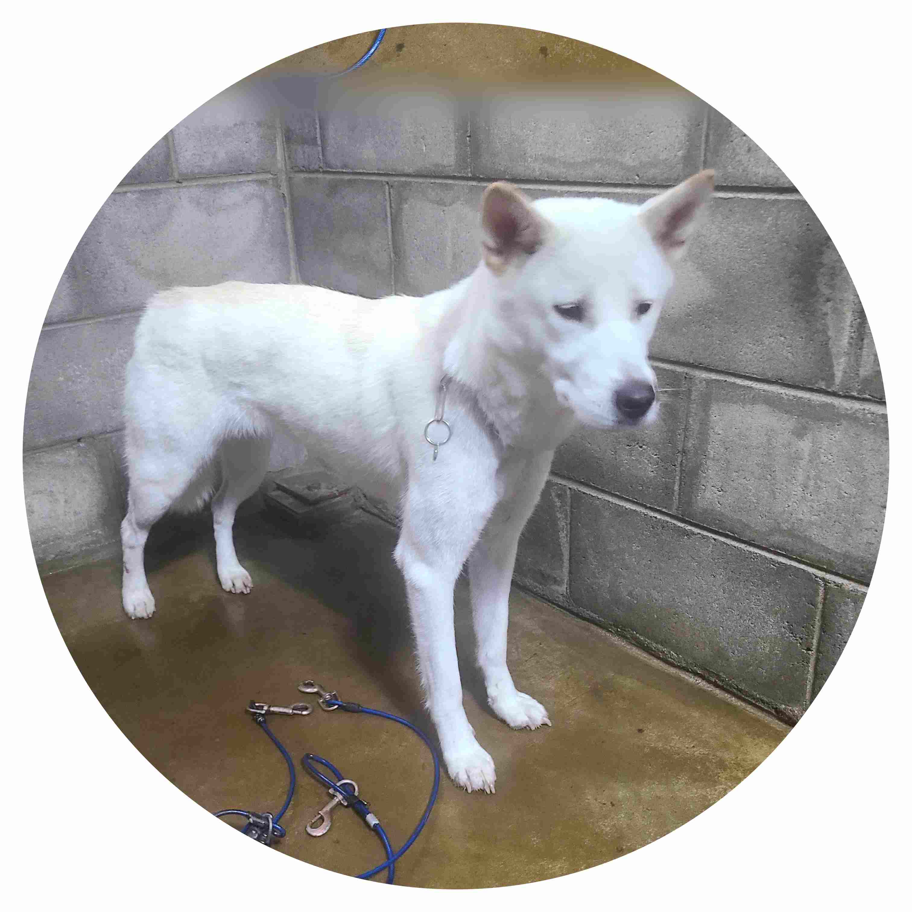 군산유기동물보호센터_445467202402087