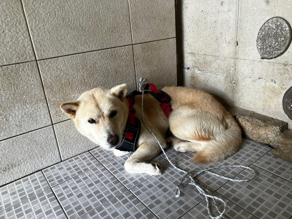 광주 동물보호소_429363202401053