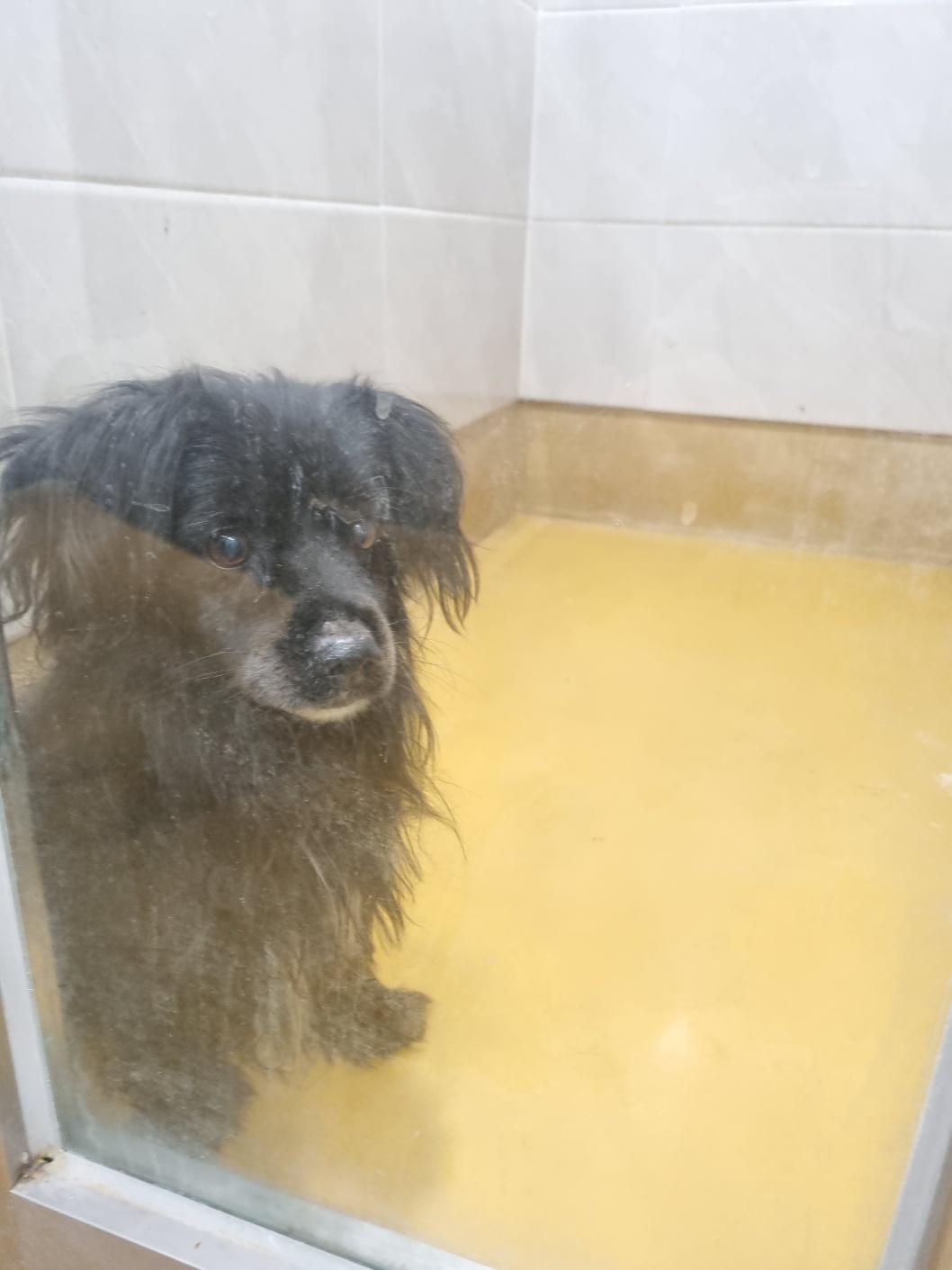 천안시 동물보호센터_444449202402076