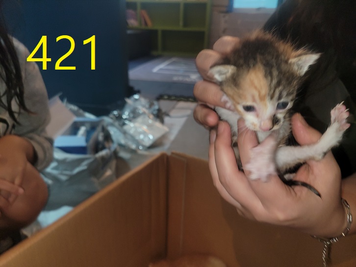신영재동물병원_428355202400743