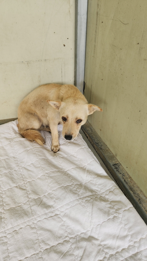 익산유기동물보호소_445468202402853