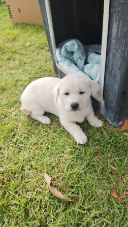 익산유기동물보호소_445468202402862