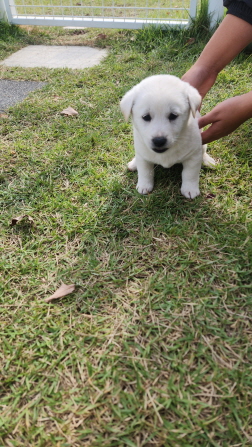 익산유기동물보호소_445468202402859