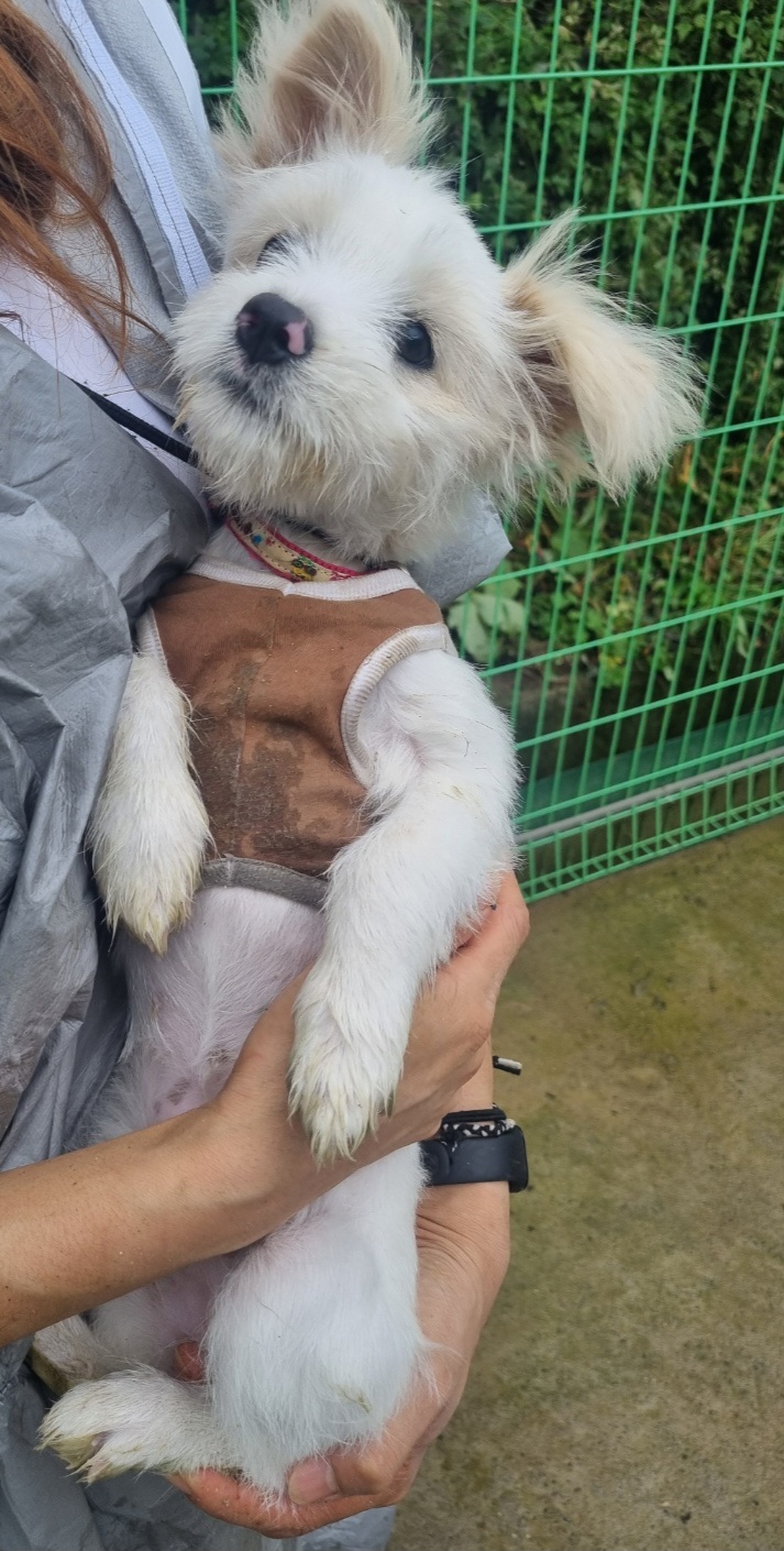 예산동물보호센터_444461202400646