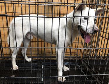 청조동물병원_426337202400668