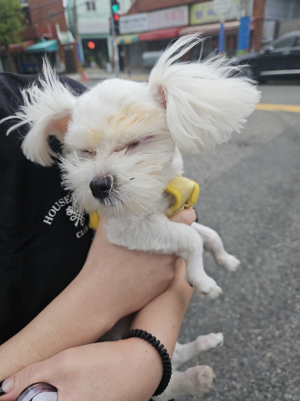 동물보호관리협회_426329202400730