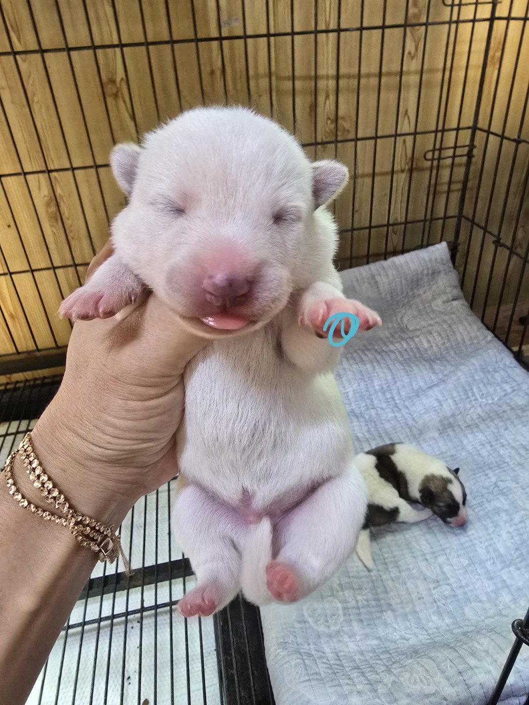밀양시 동물보호센터_448536202401462