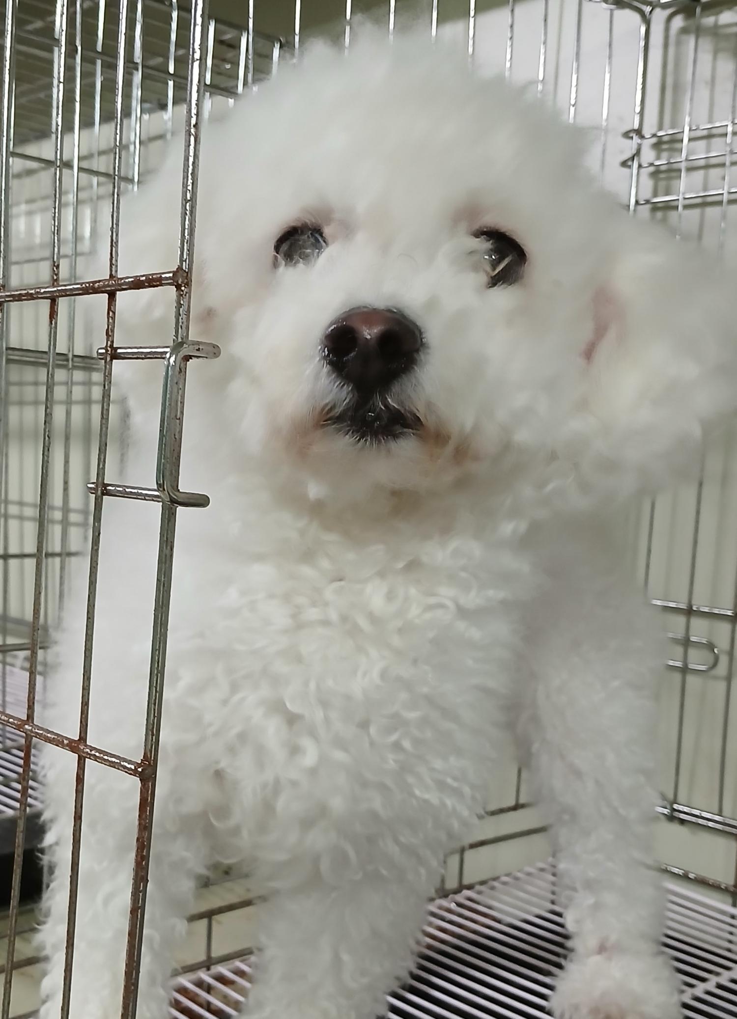 대구유기동물보호협회_427344202400341