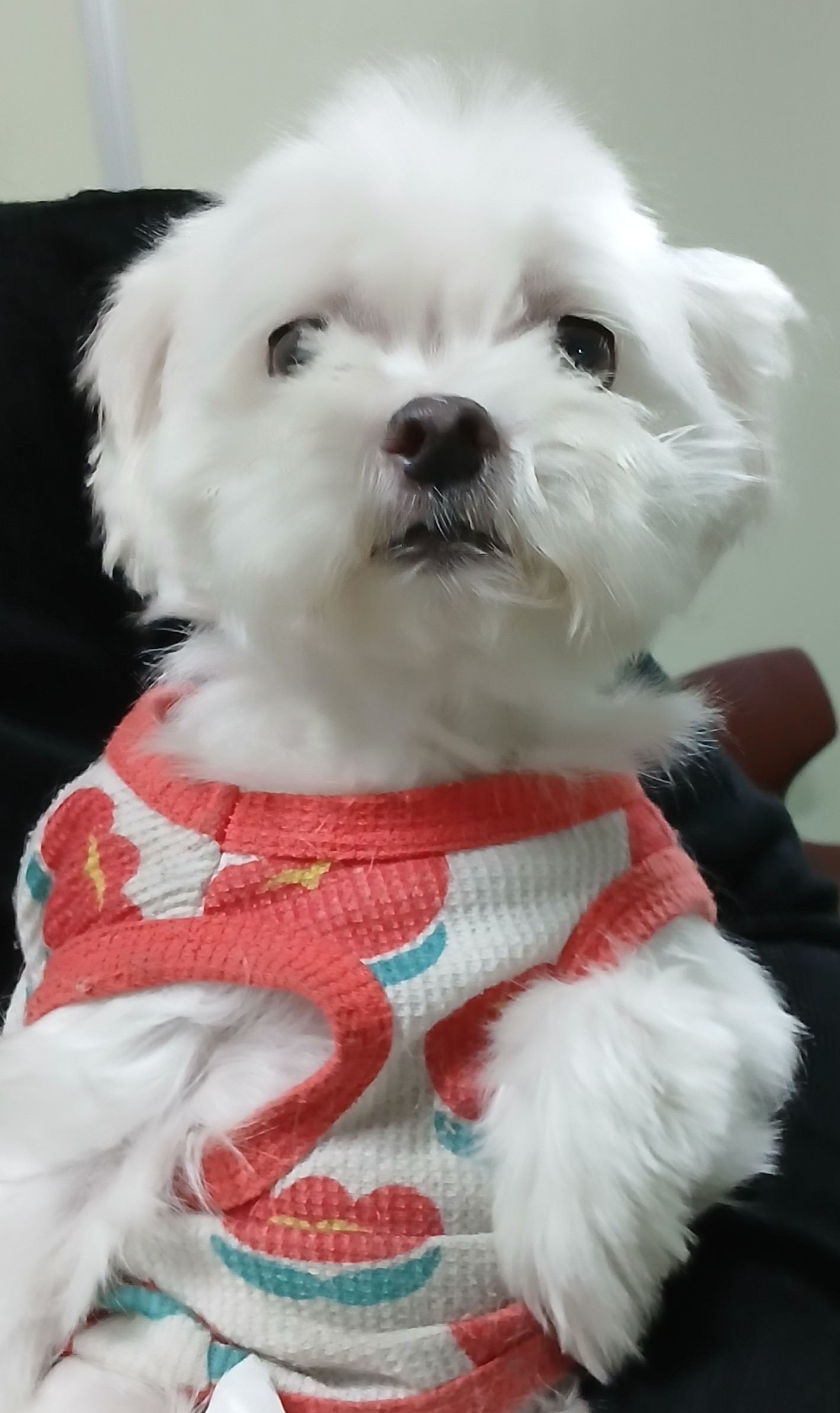 대구유기동물보호협회_427344202400342
