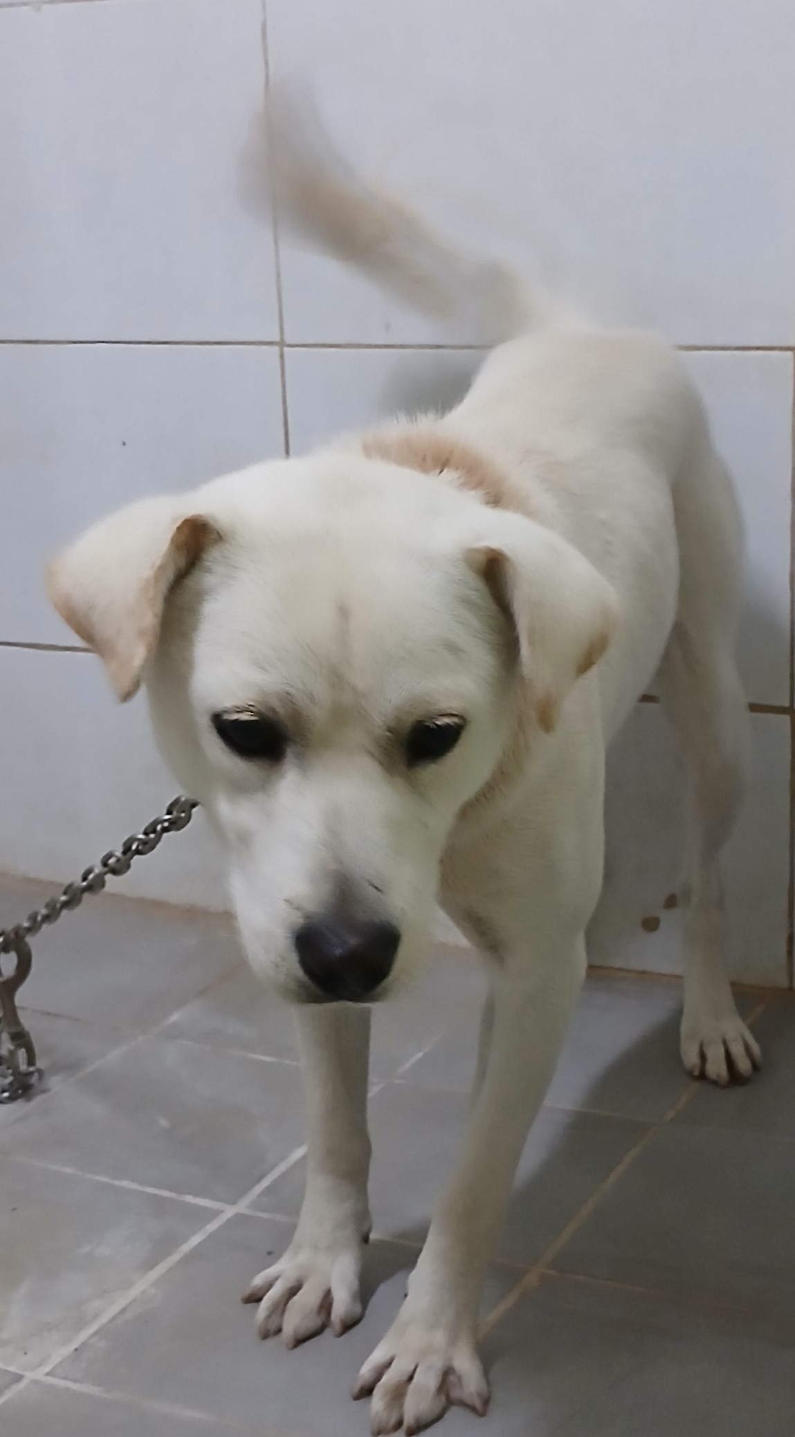 대구유기동물보호센터_427342202400899