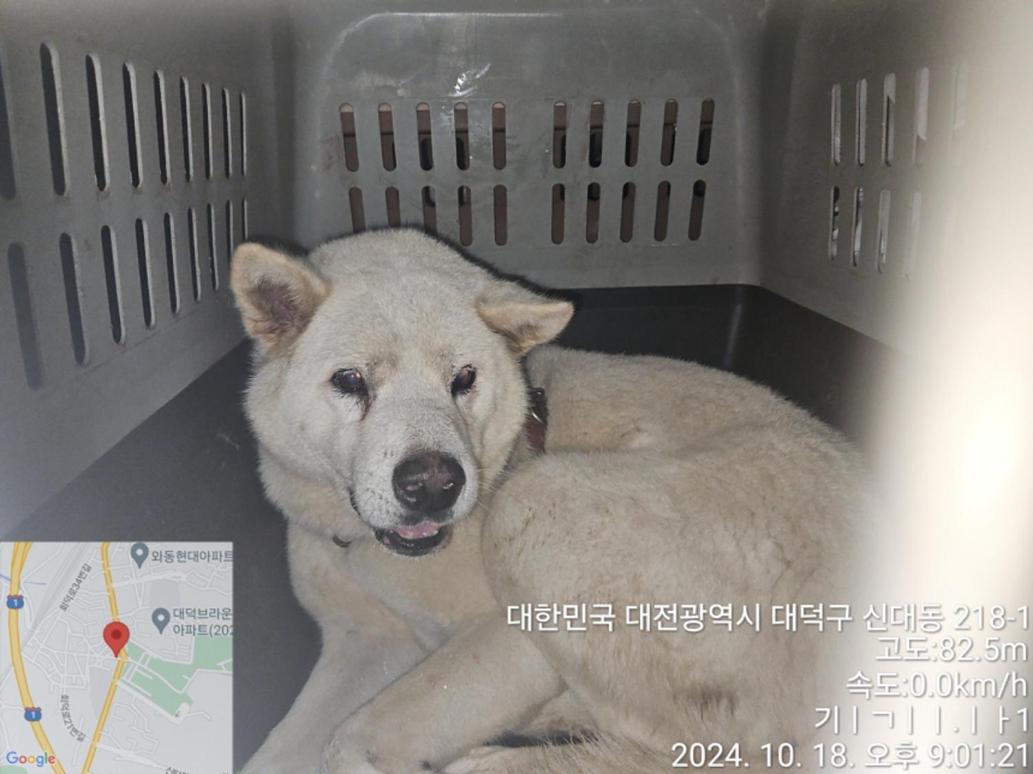 대전동물보호센터_430368202400482