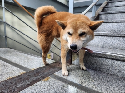 사단법인 동부_426340202400493