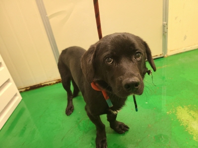 동부동물보호협회_426335202400569