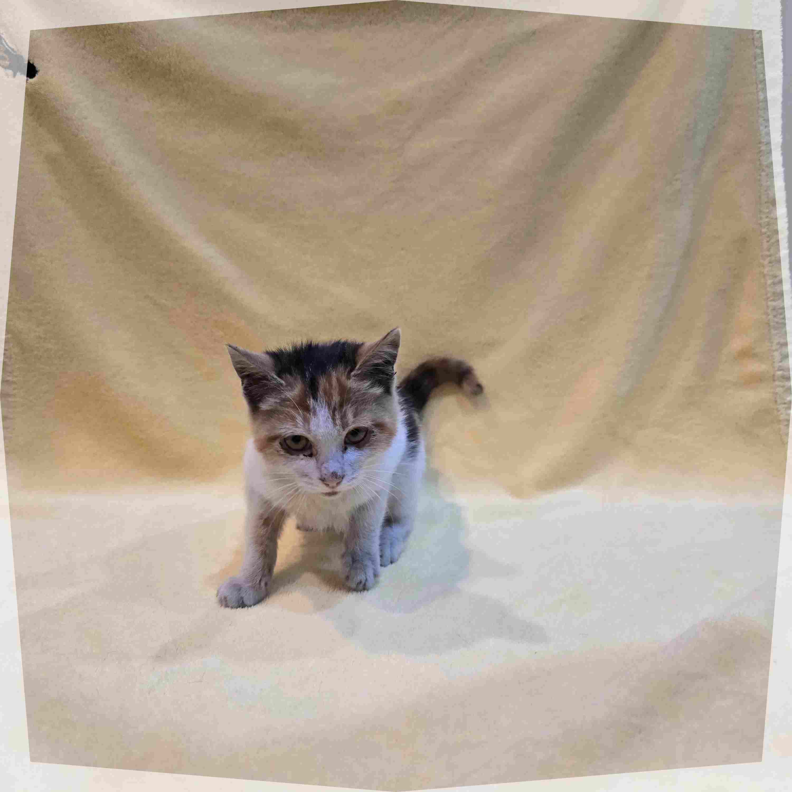 군산유기동물보호센터_445467202402091