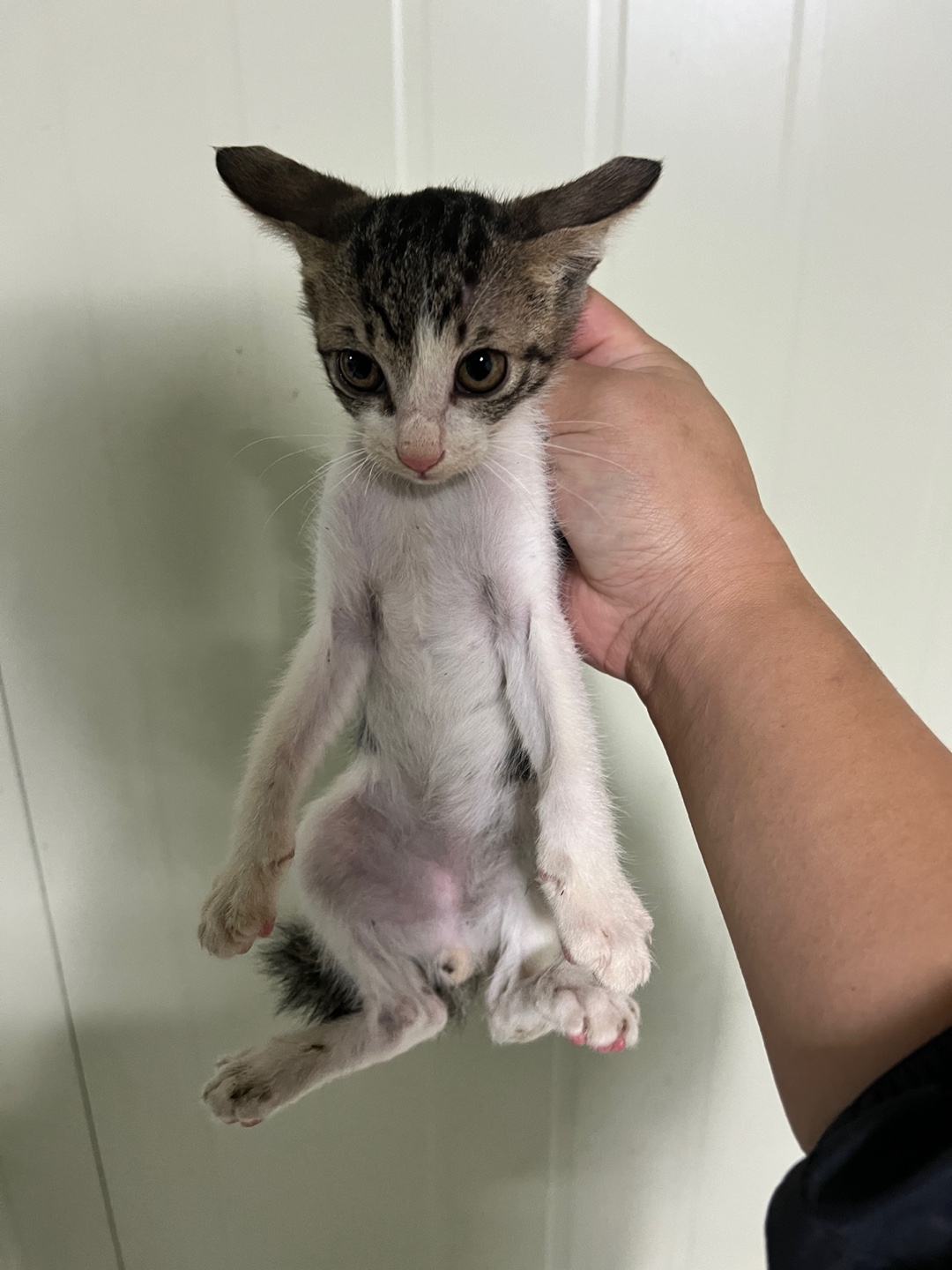 부산동물보호센터_426325202400439