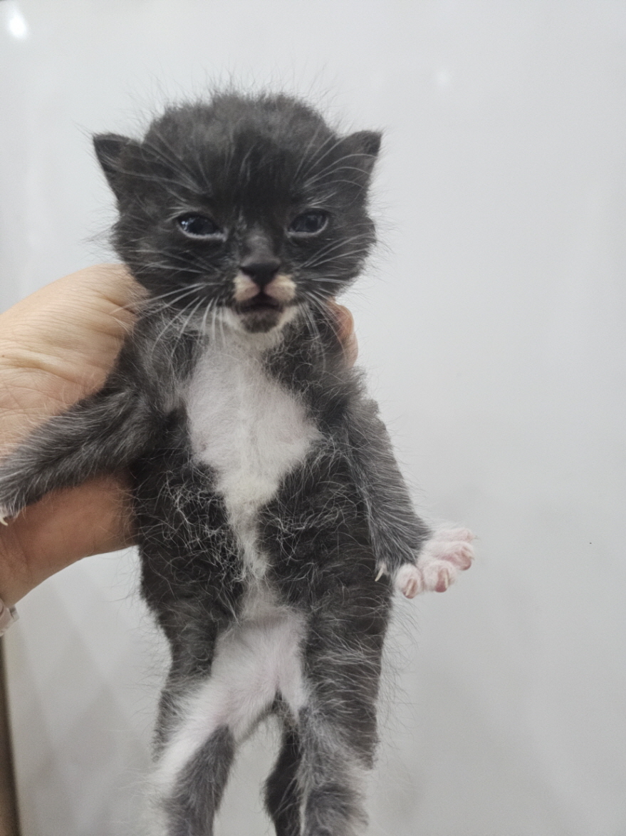 보령길고양이보호협회_444451202401199