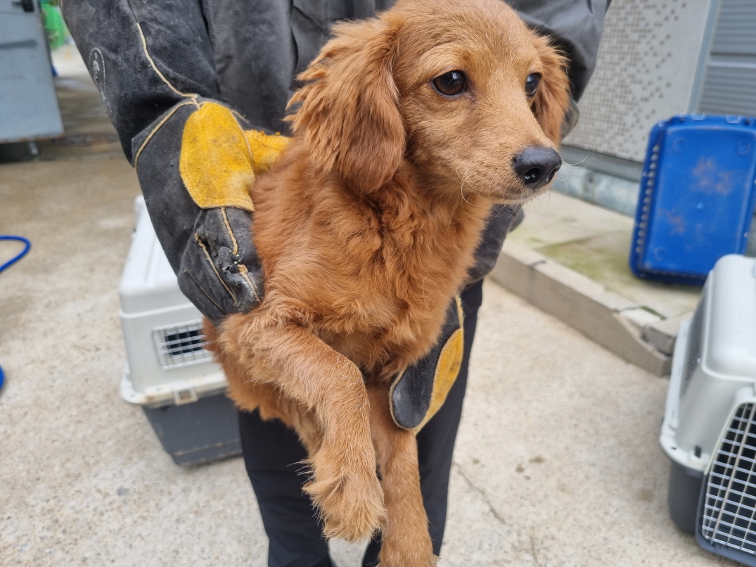 양산시 동물보호센터_448538202400714