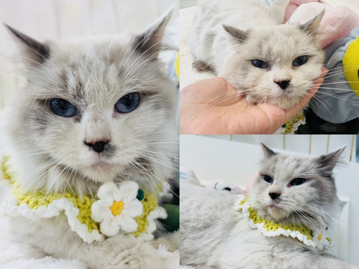 [고양이] 레그돌 경북-경주-2024-00978 유기동물 배경 이미지 입니다.
