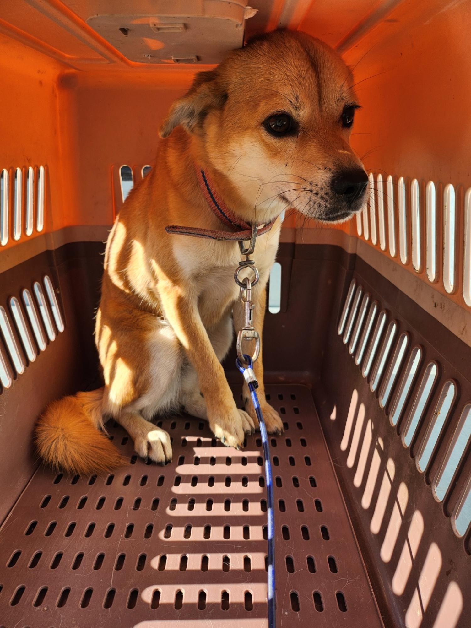 금일동물보호센터_444460202400876