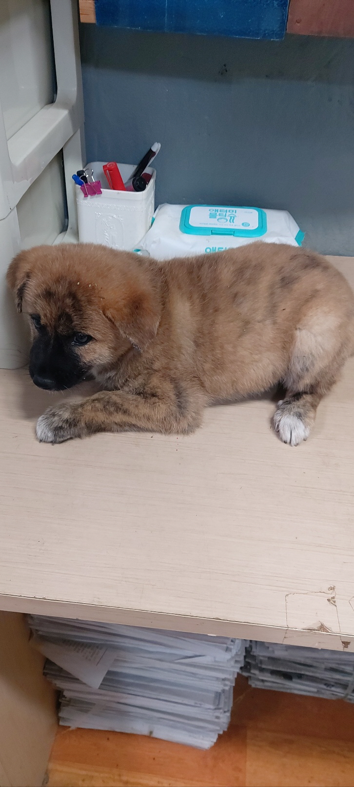보령시유기동물보호소_444451202401200