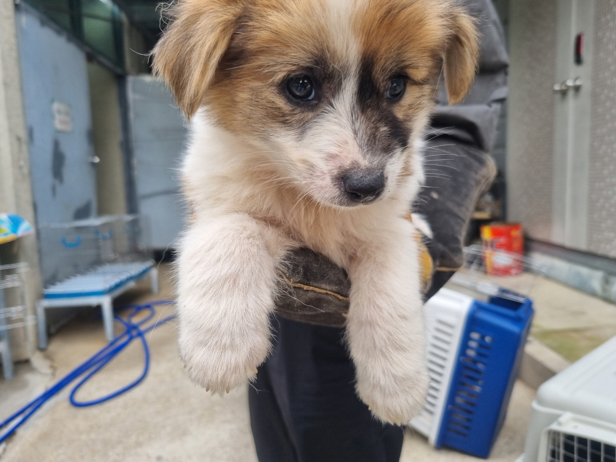 양산시 동물보호센터_448538202400711