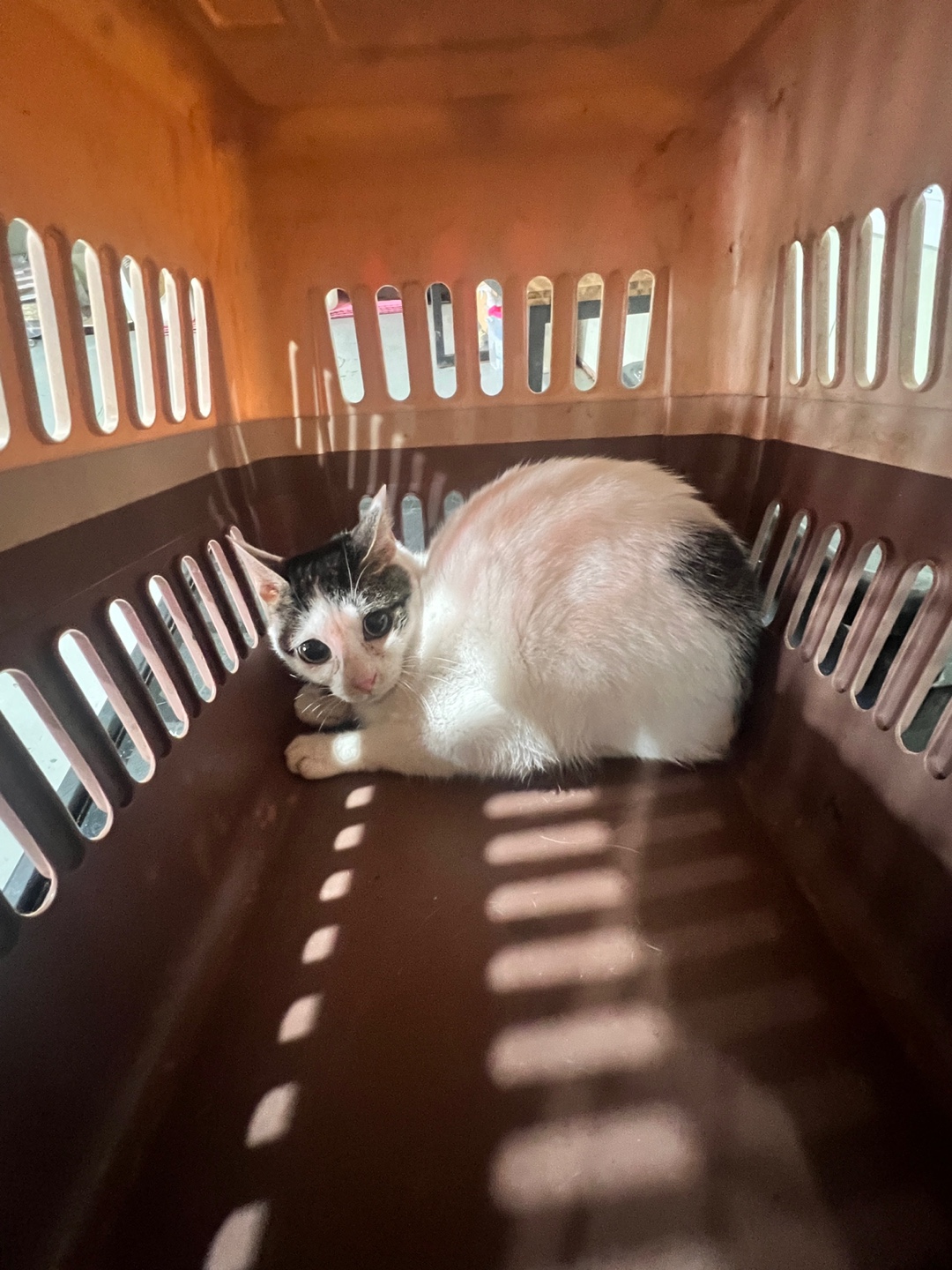 부산동물보호센터_426328202400447