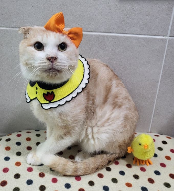 [고양이] 스코티시폴드 경기-시흥-2024-00324 유기동물 배경 이미지 입니다.
