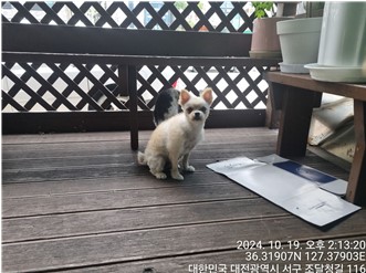 대전동물보호센터_430366202400570